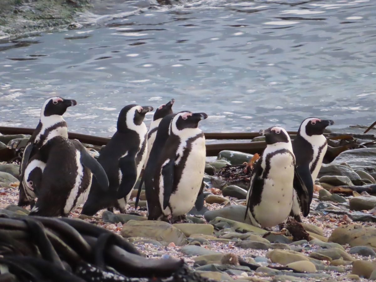 偶然遭遇したペンギン集団を
爆撮りした写真その2

何度遭遇しても可愛いん...
