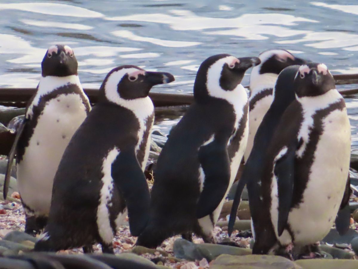 偶然遭遇したペンギン集団を
爆撮りした写真その2

何度遭遇しても可愛いん...