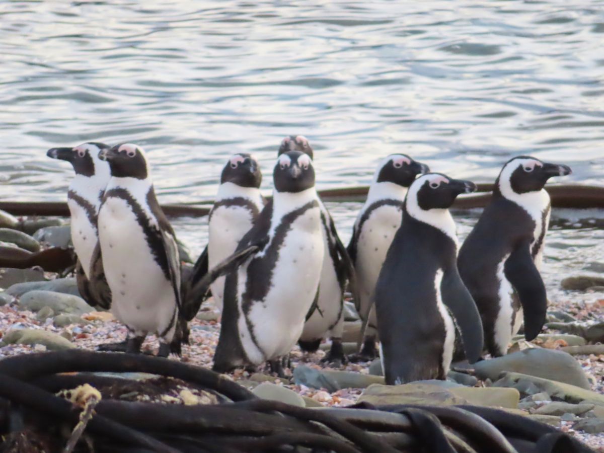偶然遭遇したペンギン集団を
爆撮りした写真その2

何度遭遇しても可愛いん...