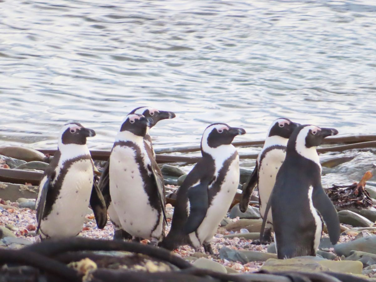 偶然遭遇したペンギン集団を
爆撮りした写真その2

何度遭遇しても可愛いん...