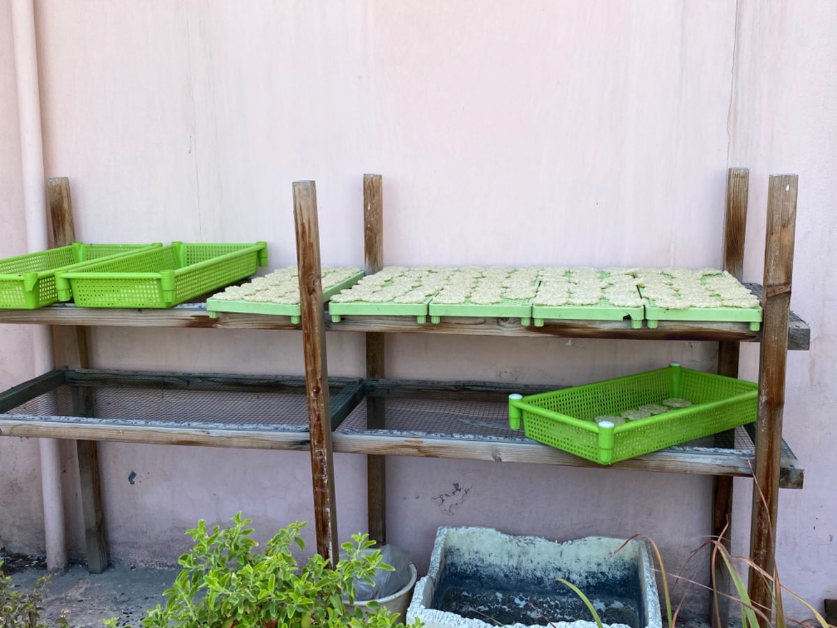 街歩きのあれこれ

1枚目/お煎餅みたいな食べ物？作ってたんだけど、何かな...