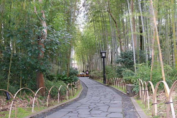 日本・修善寺温泉　「桜シーズン目前　修善寺温泉旅行」の写真：修禅寺の桜と竹林の小径
