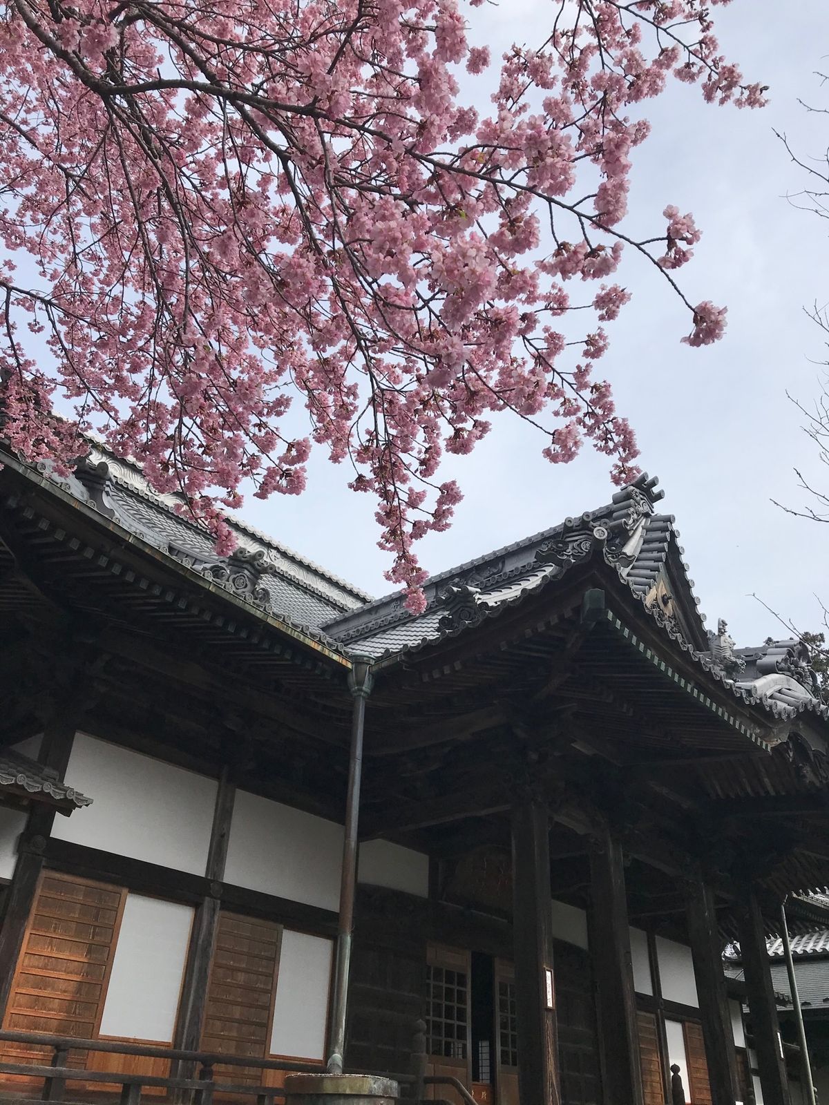 修禅寺の桜と竹林の小径