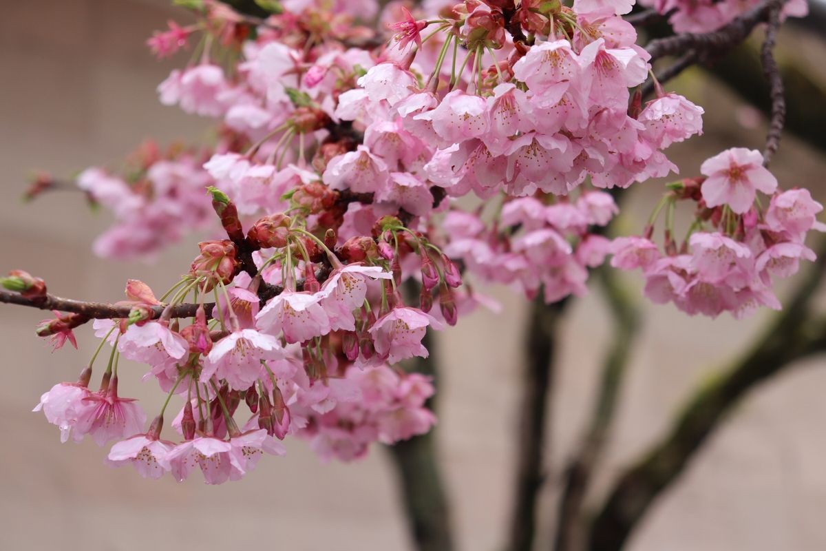 修禅寺の桜と竹林の小径