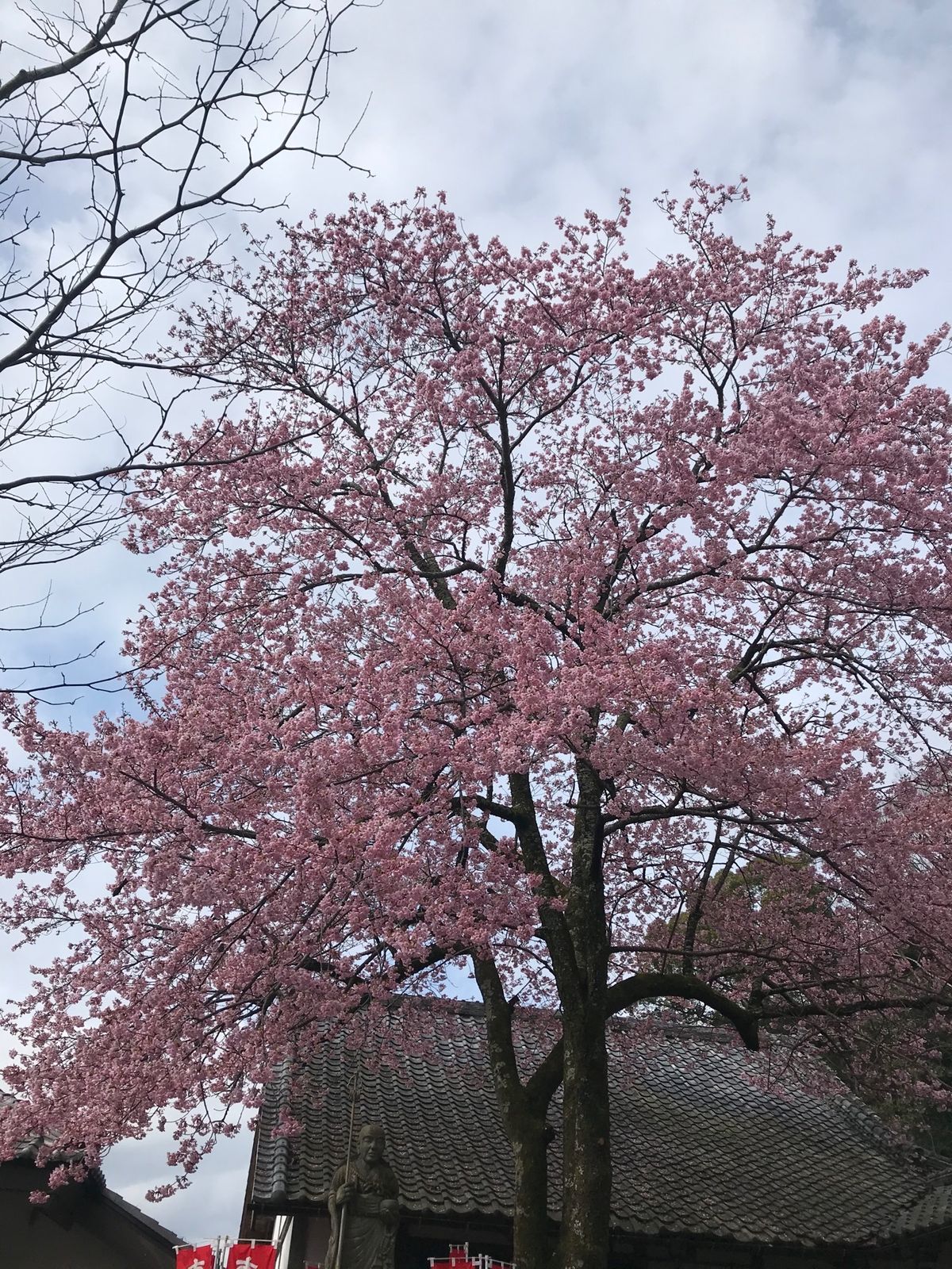 修禅寺の桜と竹林の小径