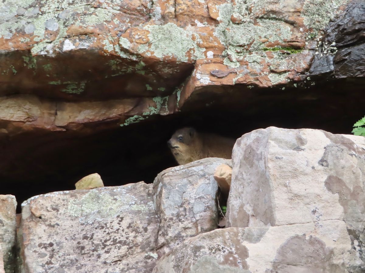 ライオンズヘッドの頂上を目指す　
まだ「ハイキング」だったときの景色
すで...