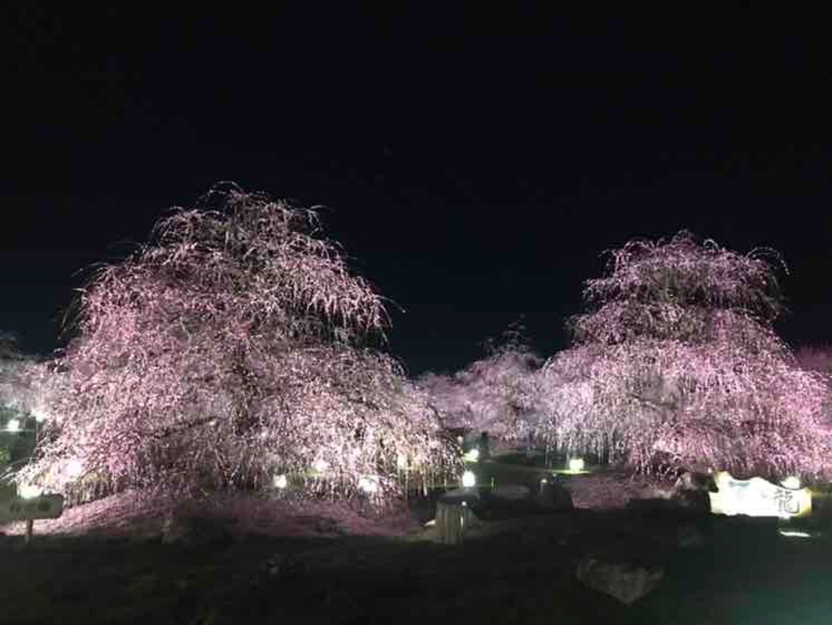 雨上がりだったけどキレイに見れました。
