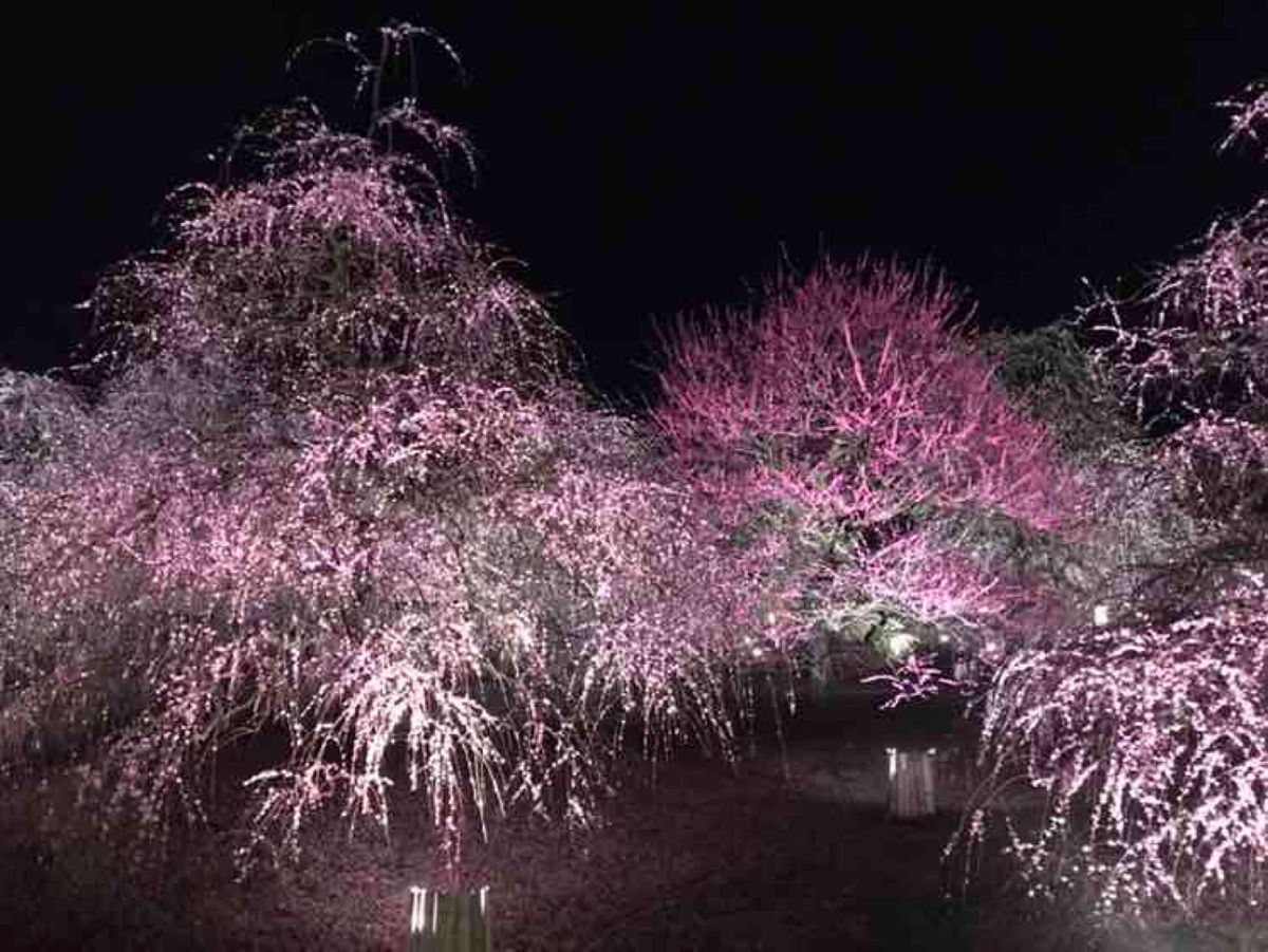 雨上がりだったけどキレイに見れました。
