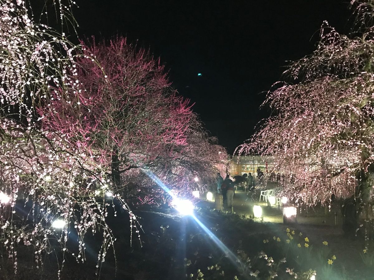 結構みんな一眼レフとか三脚持参で本格的に撮影している人が多かったなぁ😌