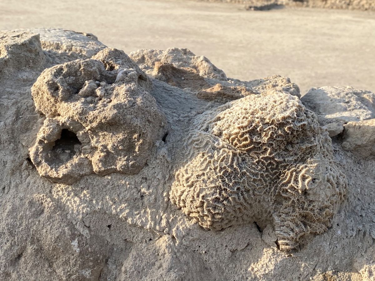 バーレーン要塞

近代建築と遺跡のコントラスト

遺跡はよく見たら珊瑚が使...