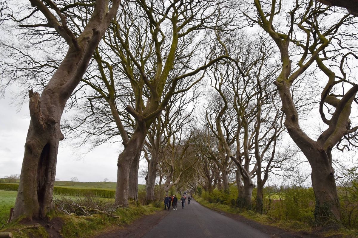 ベルファスト郊外。